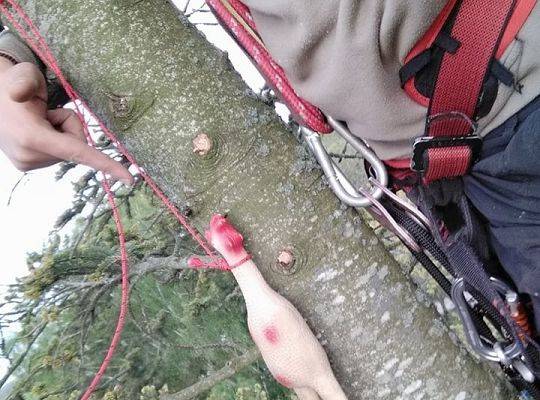 Nowa atrakcja Tree Climbing w Runowie