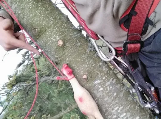Nowa atrakcja Tree Climbing w Runowie