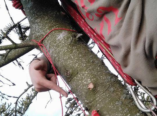 Nowa atrakcja Tree Climbing w Runowie