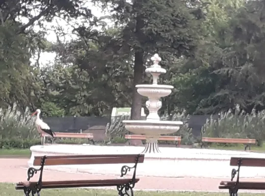 przyroda Runowa
