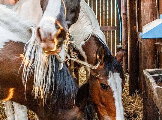 Discover the Magic of Horse Riding at Palace Runowo Stable