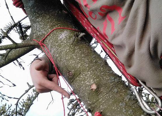 Grafika 10: Nowa atrakcja Tree Climbing w Runowie